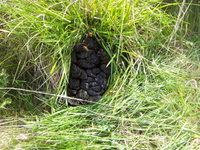 valsavarecnhe , parco nazionale gran paradiso......